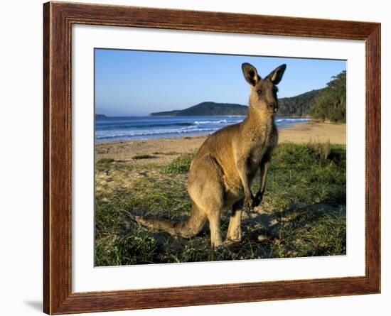 Eastern Grey Kangaroo on Beach, Murramarang National Park, New South Wales, Australia-Steve & Ann Toon-Framed Photographic Print