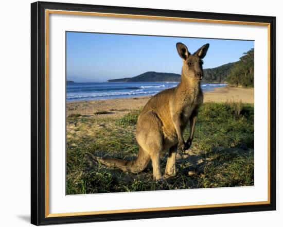 Eastern Grey Kangaroo on Beach, Murramarang National Park, New South Wales, Australia-Steve & Ann Toon-Framed Photographic Print