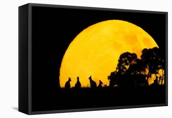 Eastern Grey Kangaroo Small Group Silhouetted-null-Framed Premier Image Canvas