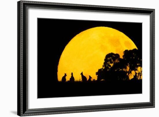 Eastern Grey Kangaroo Small Group Silhouetted-null-Framed Photographic Print