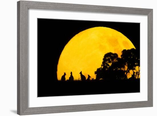 Eastern Grey Kangaroo Small Group Silhouetted-null-Framed Photographic Print