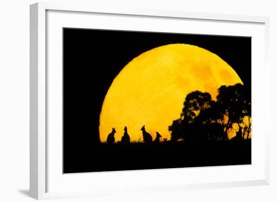 Eastern Grey Kangaroo Small Group Silhouetted-null-Framed Photographic Print