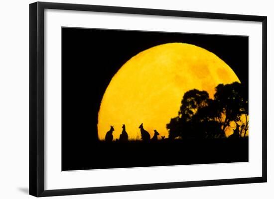 Eastern Grey Kangaroo Small Group Silhouetted-null-Framed Photographic Print