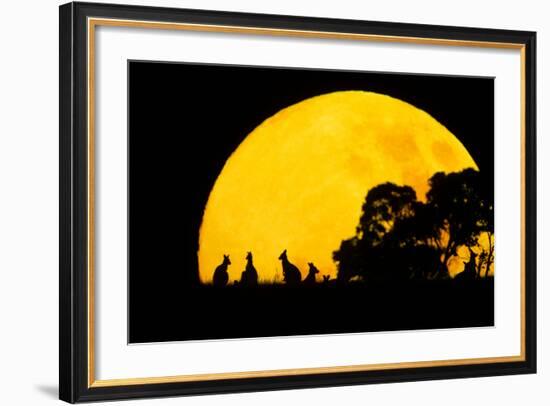 Eastern Grey Kangaroo Small Group Silhouetted-null-Framed Photographic Print