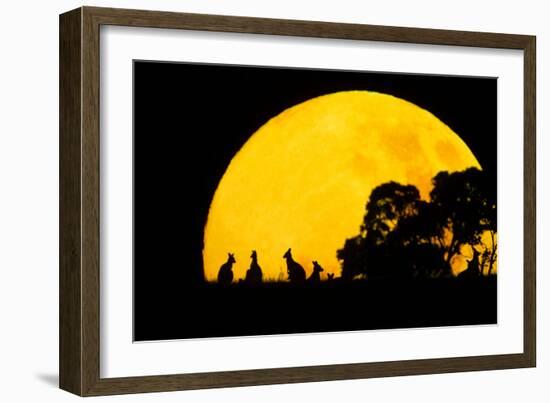 Eastern Grey Kangaroo Small Group Silhouetted-null-Framed Photographic Print