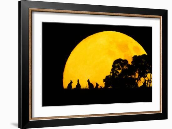 Eastern Grey Kangaroo Small Group Silhouetted-null-Framed Photographic Print