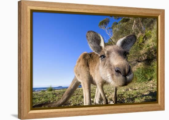 Eastern Grey Kangaroo Super Wide Angle Shot Of-null-Framed Premier Image Canvas