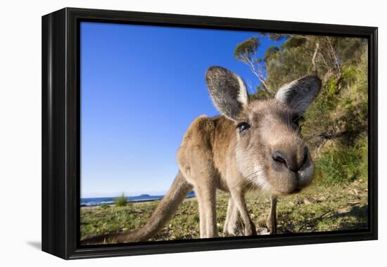 Eastern Grey Kangaroo Super Wide Angle Shot Of-null-Framed Premier Image Canvas