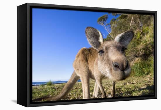 Eastern Grey Kangaroo Super Wide Angle Shot Of-null-Framed Premier Image Canvas