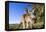 Eastern Grey Kangaroo Super Wide Angle Shot Of-null-Framed Premier Image Canvas