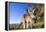 Eastern Grey Kangaroo Super Wide Angle Shot Of-null-Framed Premier Image Canvas