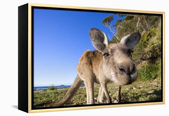 Eastern Grey Kangaroo Super Wide Angle Shot Of-null-Framed Premier Image Canvas