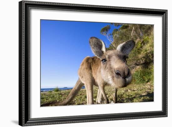 Eastern Grey Kangaroo Super Wide Angle Shot Of-null-Framed Photographic Print