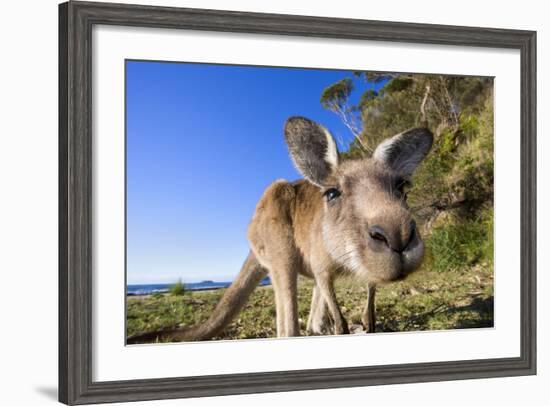 Eastern Grey Kangaroo Super Wide Angle Shot Of--Framed Photographic Print