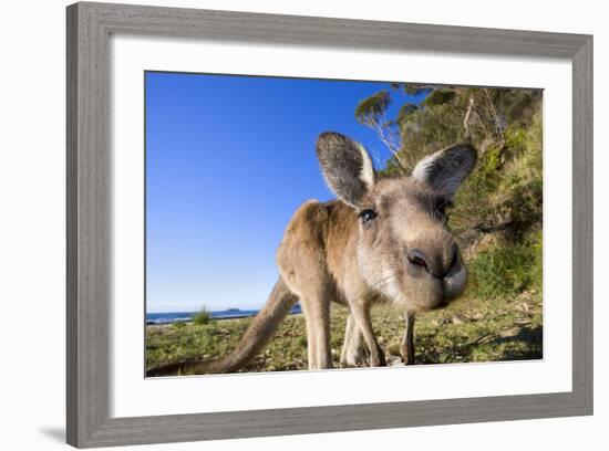 Eastern Grey Kangaroo Super Wide Angle Shot Of-null-Framed Photographic Print