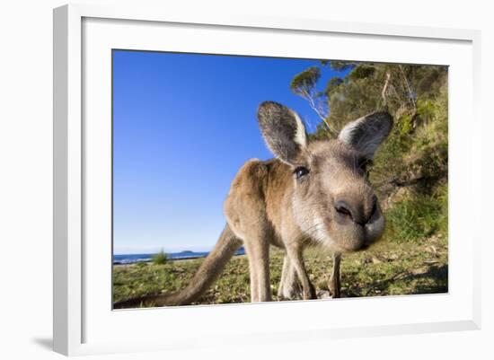 Eastern Grey Kangaroo Super Wide Angle Shot Of-null-Framed Photographic Print