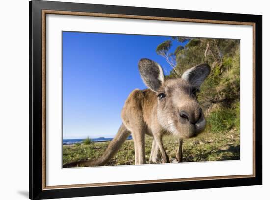 Eastern Grey Kangaroo Super Wide Angle Shot Of-null-Framed Photographic Print