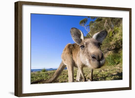 Eastern Grey Kangaroo Super Wide Angle Shot Of-null-Framed Photographic Print