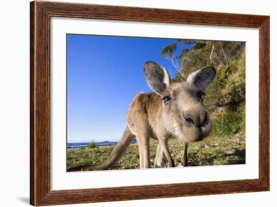 Eastern Grey Kangaroo Super Wide Angle Shot Of-null-Framed Photographic Print