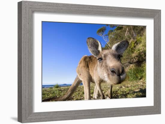 Eastern Grey Kangaroo Super Wide Angle Shot Of-null-Framed Photographic Print