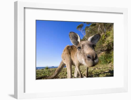 Eastern Grey Kangaroo Super Wide Angle Shot Of-null-Framed Photographic Print