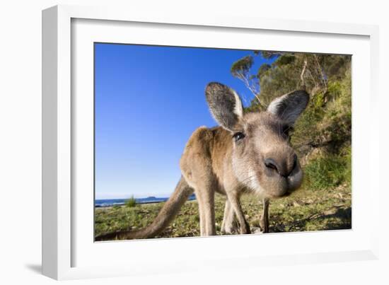 Eastern Grey Kangaroo Super Wide Angle Shot Of-null-Framed Photographic Print