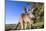 Eastern Grey Kangaroo Super Wide Angle Shot Of-null-Mounted Photographic Print