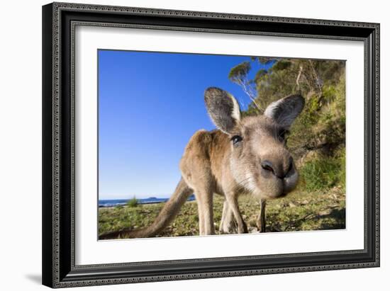 Eastern Grey Kangaroo Super Wide Angle Shot Of-null-Framed Photographic Print