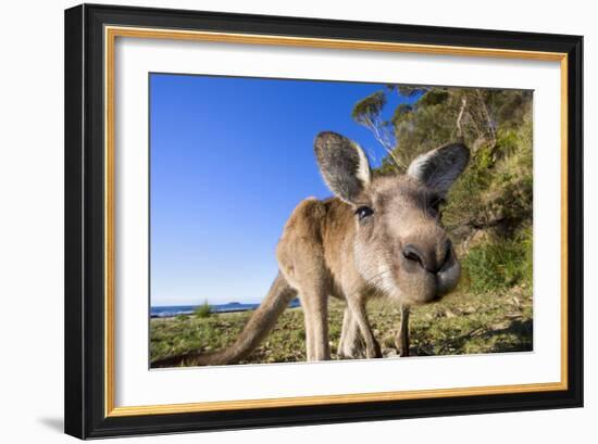 Eastern Grey Kangaroo Super Wide Angle Shot Of-null-Framed Photographic Print