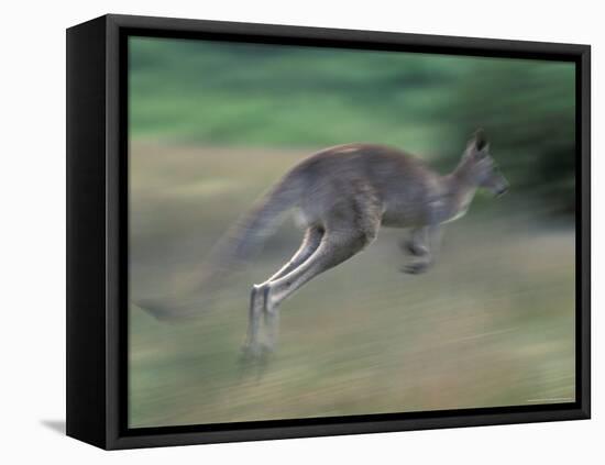 Eastern Grey Kangaroo, Wilsons Promontory National Park, Australia-Theo Allofs-Framed Premier Image Canvas