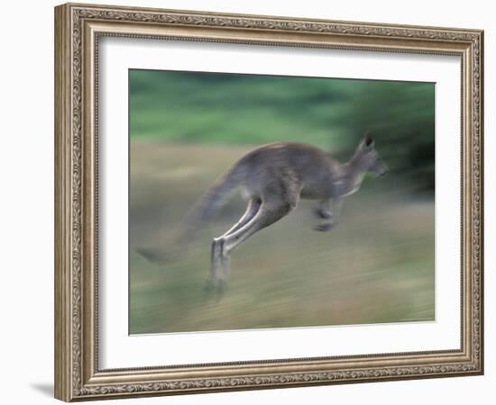 Eastern Grey Kangaroo, Wilsons Promontory National Park, Australia-Theo Allofs-Framed Photographic Print