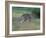 Eastern Grey Kangaroo, Wilsons Promontory National Park, Australia-Theo Allofs-Framed Photographic Print