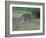 Eastern Grey Kangaroo, Wilsons Promontory National Park, Australia-Theo Allofs-Framed Photographic Print