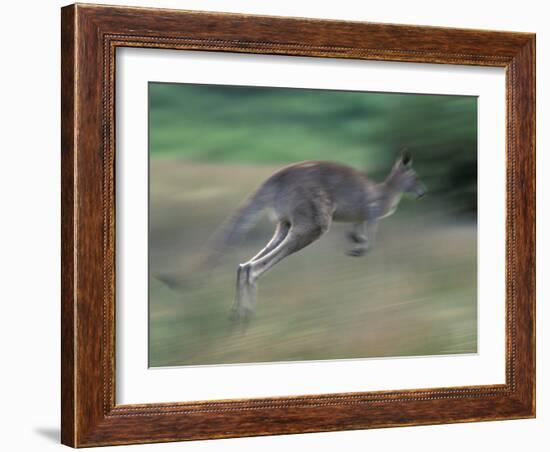 Eastern Grey Kangaroo, Wilsons Promontory National Park, Australia-Theo Allofs-Framed Photographic Print