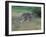 Eastern Grey Kangaroo, Wilsons Promontory National Park, Australia-Theo Allofs-Framed Photographic Print