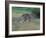 Eastern Grey Kangaroo, Wilsons Promontory National Park, Australia-Theo Allofs-Framed Photographic Print