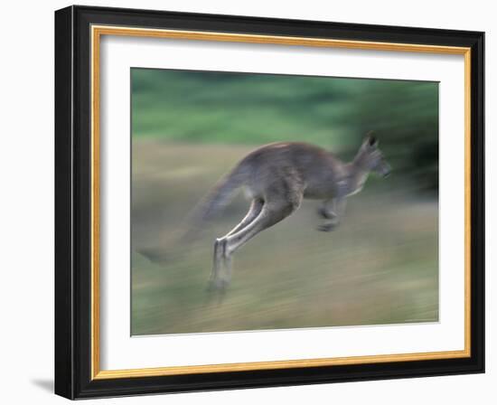 Eastern Grey Kangaroo, Wilsons Promontory National Park, Australia-Theo Allofs-Framed Photographic Print