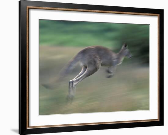 Eastern Grey Kangaroo, Wilsons Promontory National Park, Australia-Theo Allofs-Framed Photographic Print