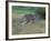 Eastern Grey Kangaroo, Wilsons Promontory National Park, Australia-Theo Allofs-Framed Photographic Print