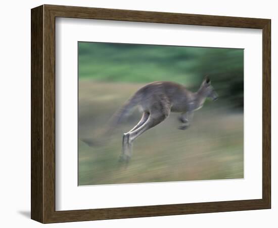 Eastern Grey Kangaroo, Wilsons Promontory National Park, Australia-Theo Allofs-Framed Photographic Print