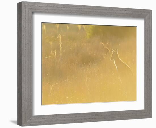 Eastern Grey Kangaroo, Wilsons Promontory National Park, Victoria, Australia, Pacific-Jochen Schlenker-Framed Photographic Print