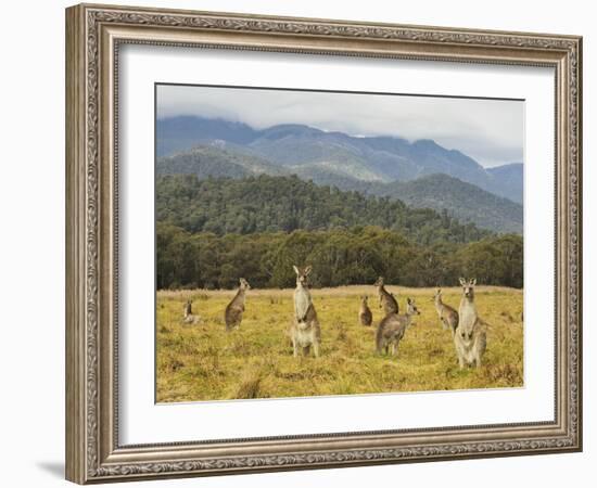 Eastern Grey Kangaroos, Geehi, Kosciuszko National Park, New South Wales, Australia, Pacific-Jochen Schlenker-Framed Photographic Print