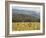 Eastern Grey Kangaroos, Geehi, Kosciuszko National Park, New South Wales, Australia, Pacific-Jochen Schlenker-Framed Photographic Print