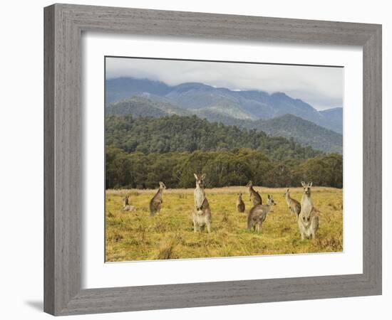 Eastern Grey Kangaroos, Geehi, Kosciuszko National Park, New South Wales, Australia, Pacific-Jochen Schlenker-Framed Photographic Print