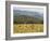 Eastern Grey Kangaroos, Geehi, Kosciuszko National Park, New South Wales, Australia, Pacific-Jochen Schlenker-Framed Photographic Print