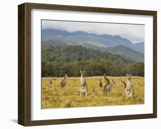 Eastern Grey Kangaroos, Geehi, Kosciuszko National Park, New South Wales, Australia, Pacific-Jochen Schlenker-Framed Photographic Print