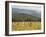 Eastern Grey Kangaroos, Geehi, Kosciuszko National Park, New South Wales, Australia, Pacific-Jochen Schlenker-Framed Photographic Print