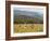 Eastern Grey Kangaroos, Geehi, Kosciuszko National Park, New South Wales, Australia, Pacific-Jochen Schlenker-Framed Photographic Print