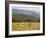 Eastern Grey Kangaroos, Geehi, Kosciuszko National Park, New South Wales, Australia, Pacific-Jochen Schlenker-Framed Photographic Print