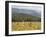 Eastern Grey Kangaroos, Geehi, Kosciuszko National Park, New South Wales, Australia, Pacific-Jochen Schlenker-Framed Photographic Print